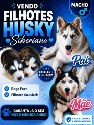 Filhote Husky Siberiano