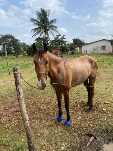 Vendo cavalo mangalarga