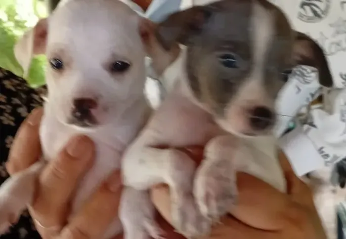 Filhotes de Fox Paulistinha