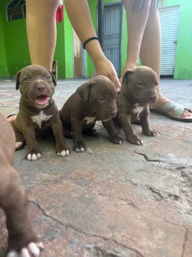 Filhotes de Pitbull
