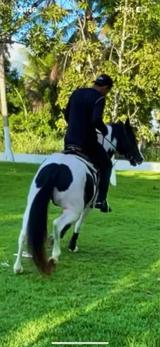 Cavalo paint Horse