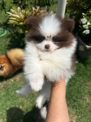 Spitz alemão