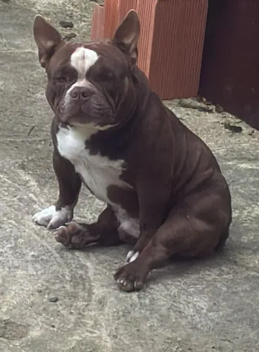 American Bully