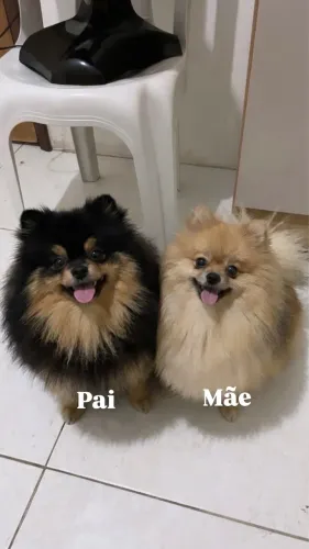 BEBÊS DE LULU DA POMERANIA 