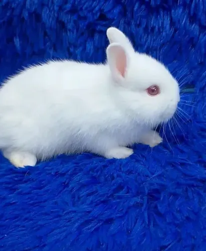 O menor coelho do mundo (anão Netherland)