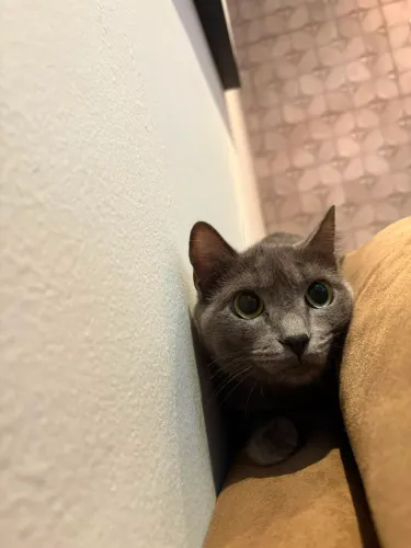 ADOTE: Gatinha Blue Russian