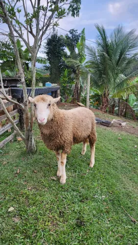 Carneiro (Ovelha Macho )