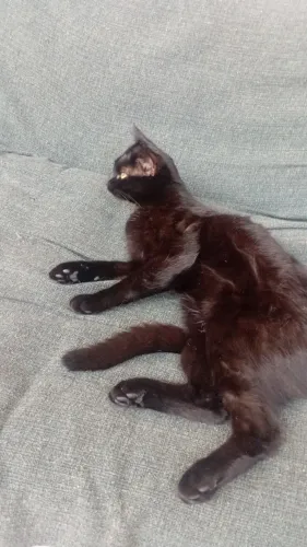 Doação De Gato
