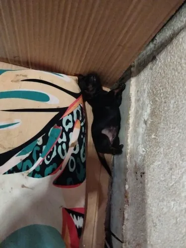 Filhote de pinscher tamanho 2
