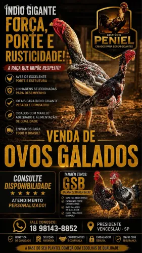 Ovos férteis de GSB (galinha sertaneja balão)