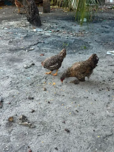 Galinhas caipira