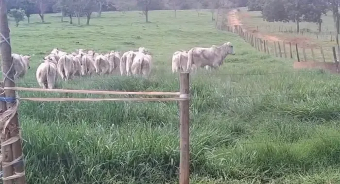 Fazenda a venda, em Cocalzinho de Goiás!!!