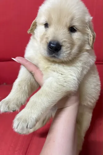 Goldesn retriver macho legítimo