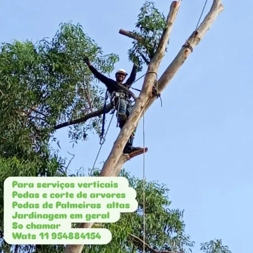 Podas e corte de arvores ou palmeiras 