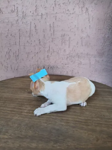 Pinscher mini 