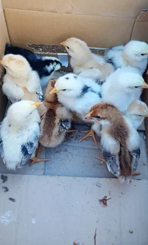 Pintinhos de Galinha Balão Sertaneja
