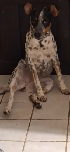 Cadela para adoção