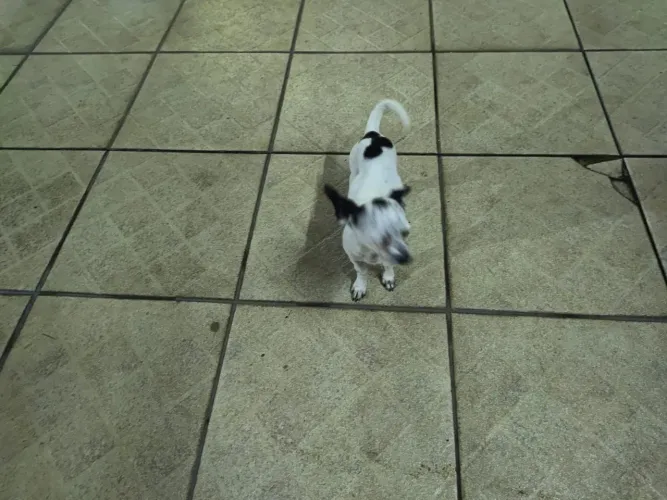 Filhote de Chihuahua