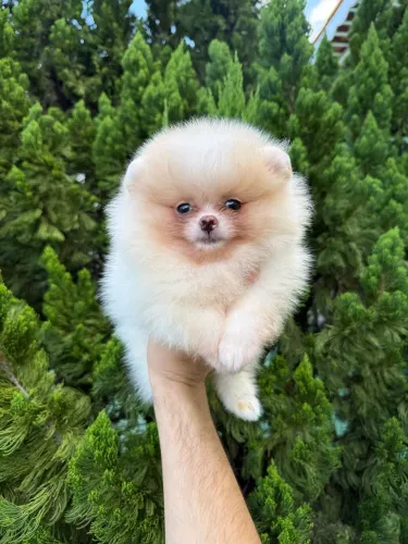Lulu da pomerânia anão macho com pedigree CBKC linhagem russa