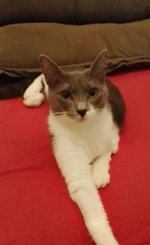 Gata 