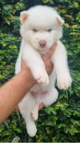 Pet