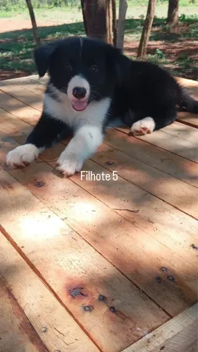 Filhote Border Collie