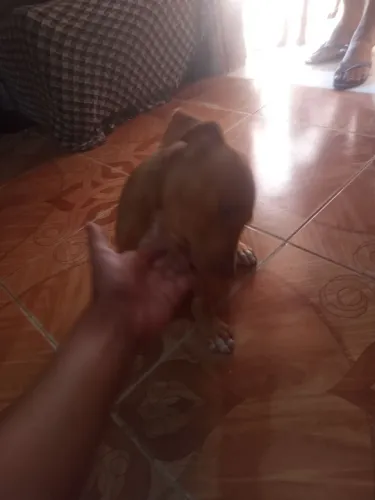 Cachorro Pitbull
