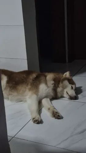 Procuro husky fêmea pra cruzar
