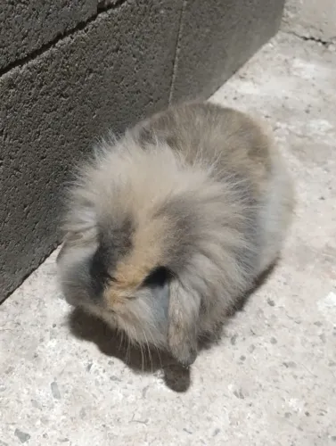 Coelhos