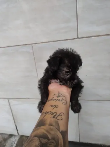 Cachorro