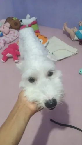 Doação poodle 