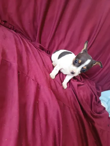 Vendo Pinscher 1 macho 40 dias 