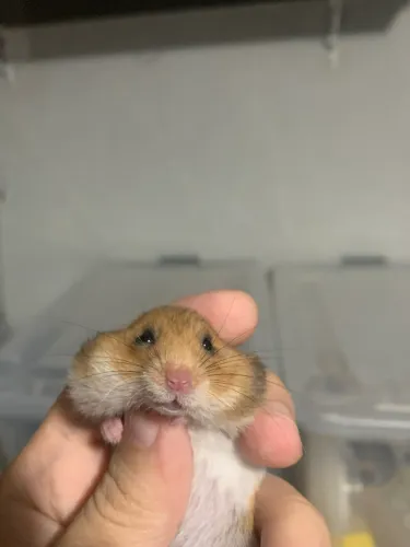 Hamster sírio filhotes mansos