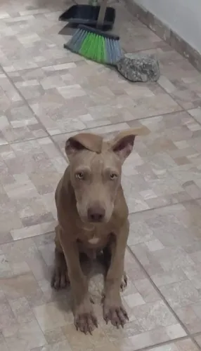Venda de um pitbull de 6 meses