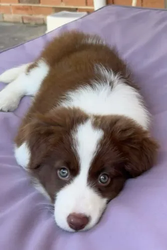 Filhote Border Collie Fêmea Chegando ao Novo Lar