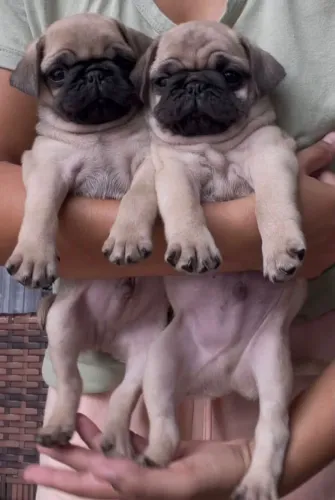 Lindos filhotes pug