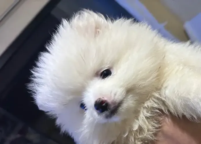 Lulu da Pomerania