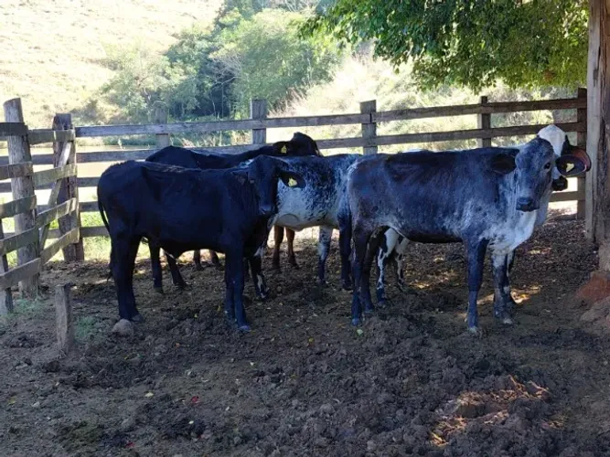 NOVILHAS GIROLANDAS E 3/4