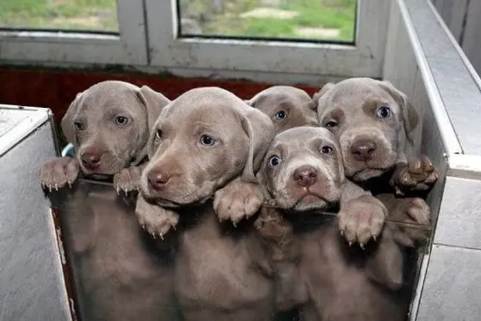 Weimaraner
