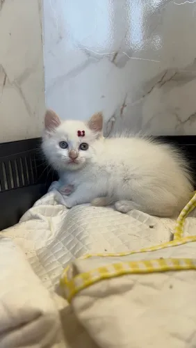 Lindos bebês de Angora Escolha o seu