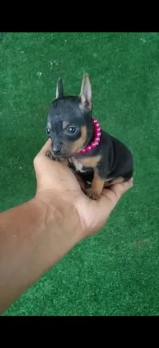 Pinscher vacinação importada