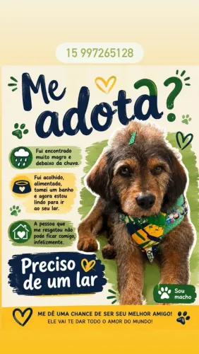 Doa-se esse pequeno cachorro
