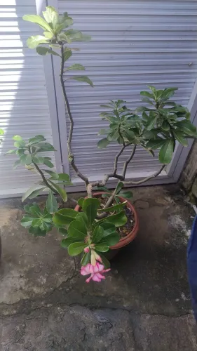 Rosa do deserto dobrada - Rosa