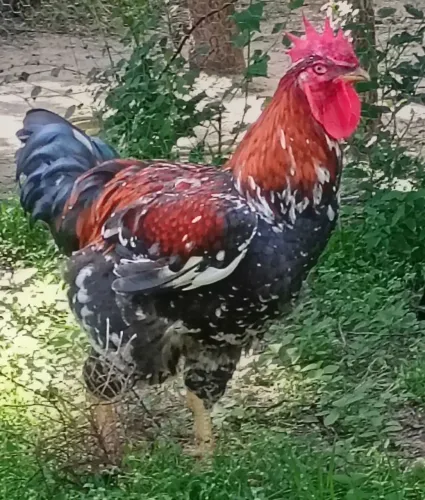 galinhas sertaneja balão.gsb
