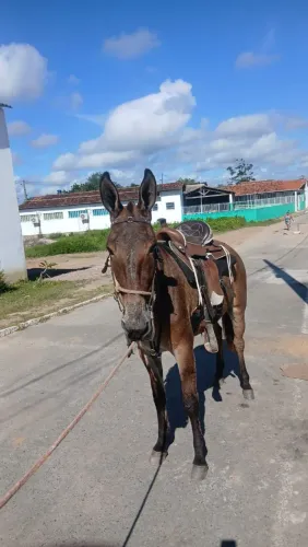 Vende-Se uma Burra Machadeira