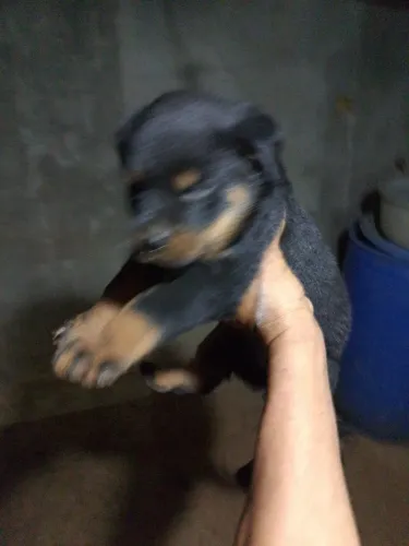 Vende se filhote de rottweiler 