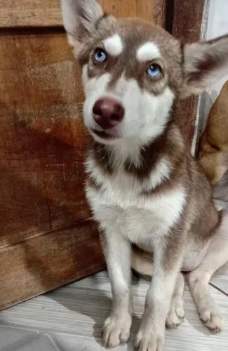 Vendo filhote de husky