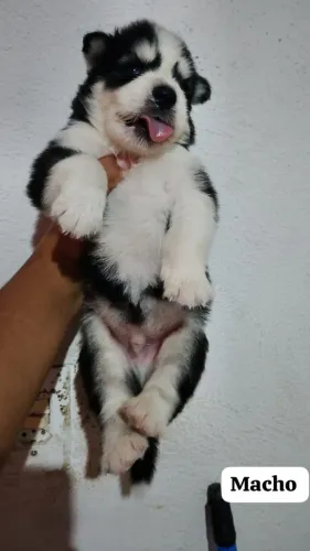 Filhotes de Husky Siberiano 