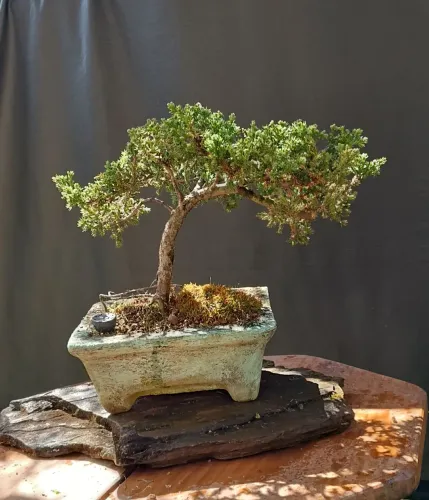 Lindo Bonsai juniperus horizontalis
