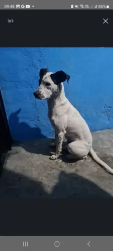 Estou doando dálmata com vira-latas 